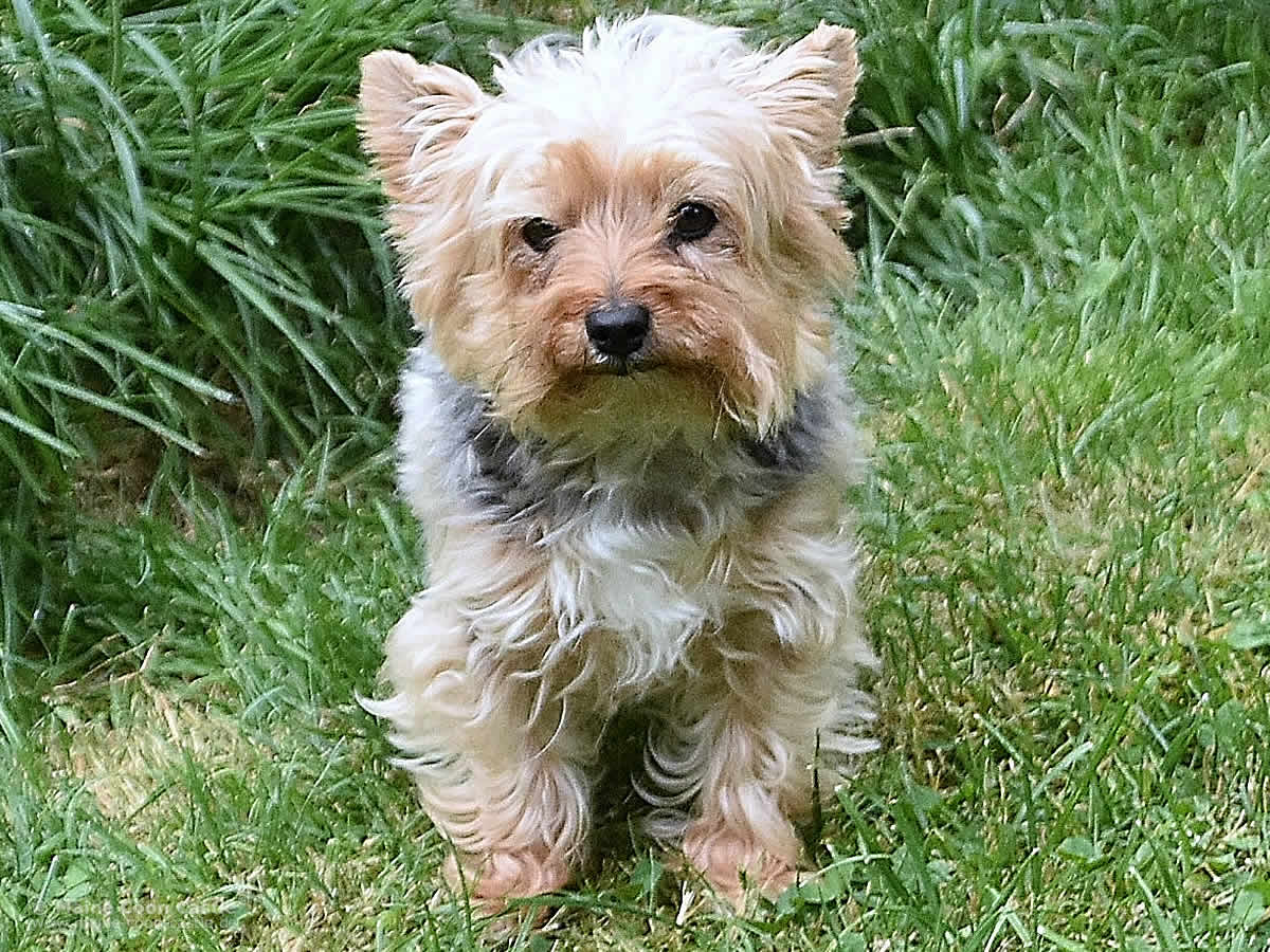 Anne 8 Jahre und 8 Monate alt Mini Yorkshire Terrier Baroness Lilli-Silli vom Jade-Schlösschen