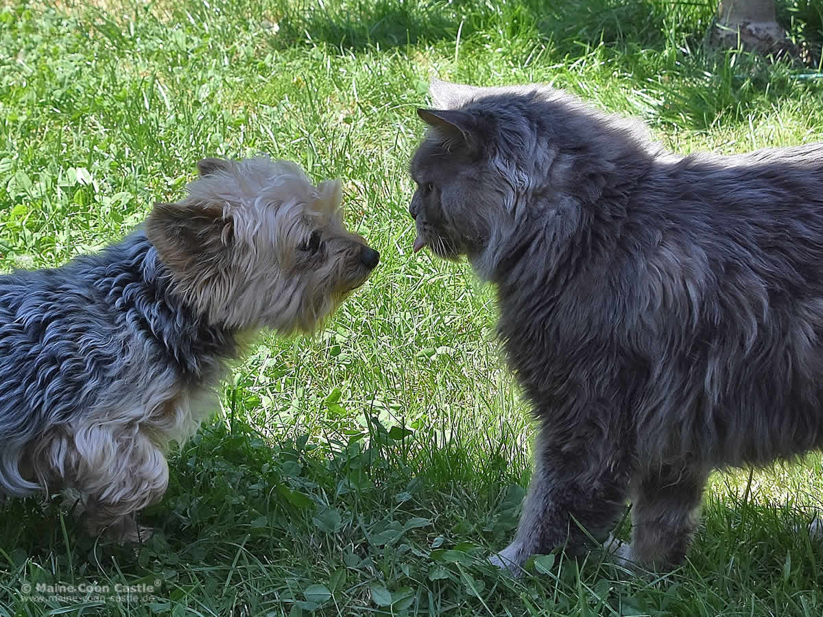 Buddy: Anne nun bin ich hier. Also Ruhe! Anne und Buddy