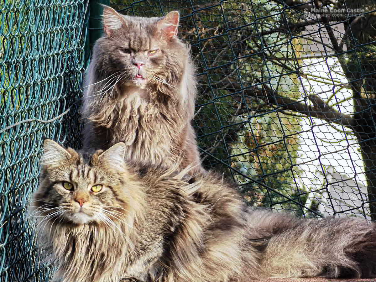 Buddy zu Besuch im Freigehege der Maine Coon Kater Buddy zu Besuch im Freigehege der Maine Coon Kater