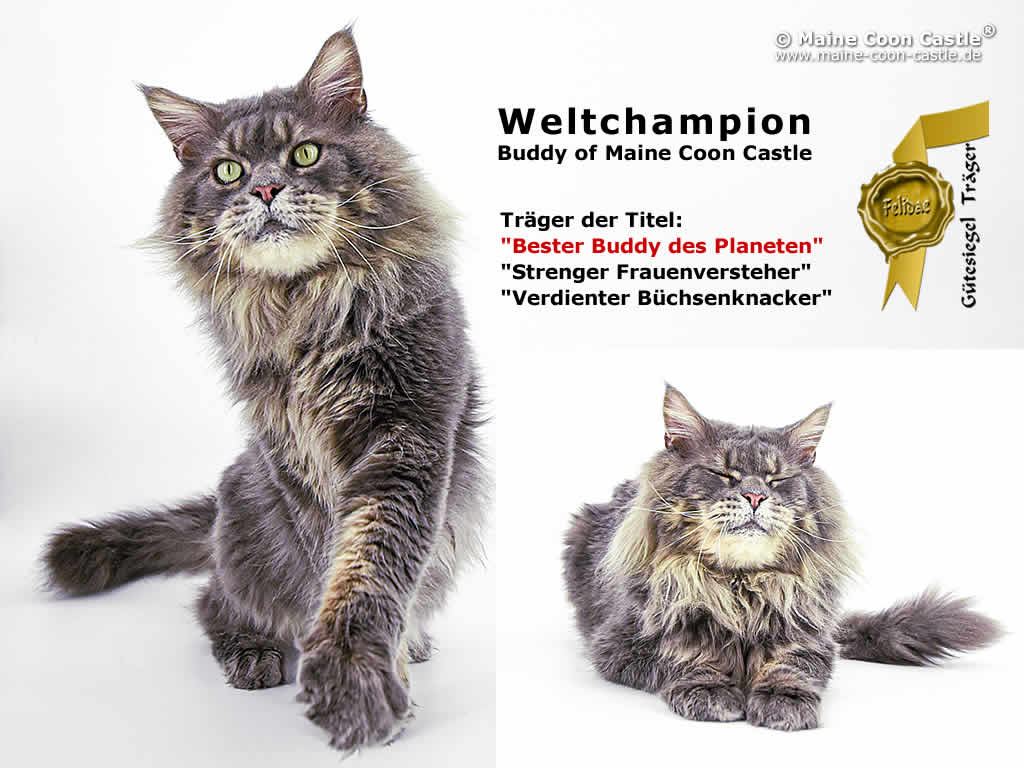 Buddy of Maine Coon Castle Weltchampion Buddy of Maine Coon Castle