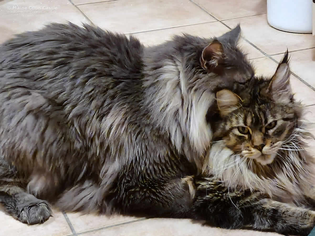 Buddy & Elea Maine Coon Deckakt