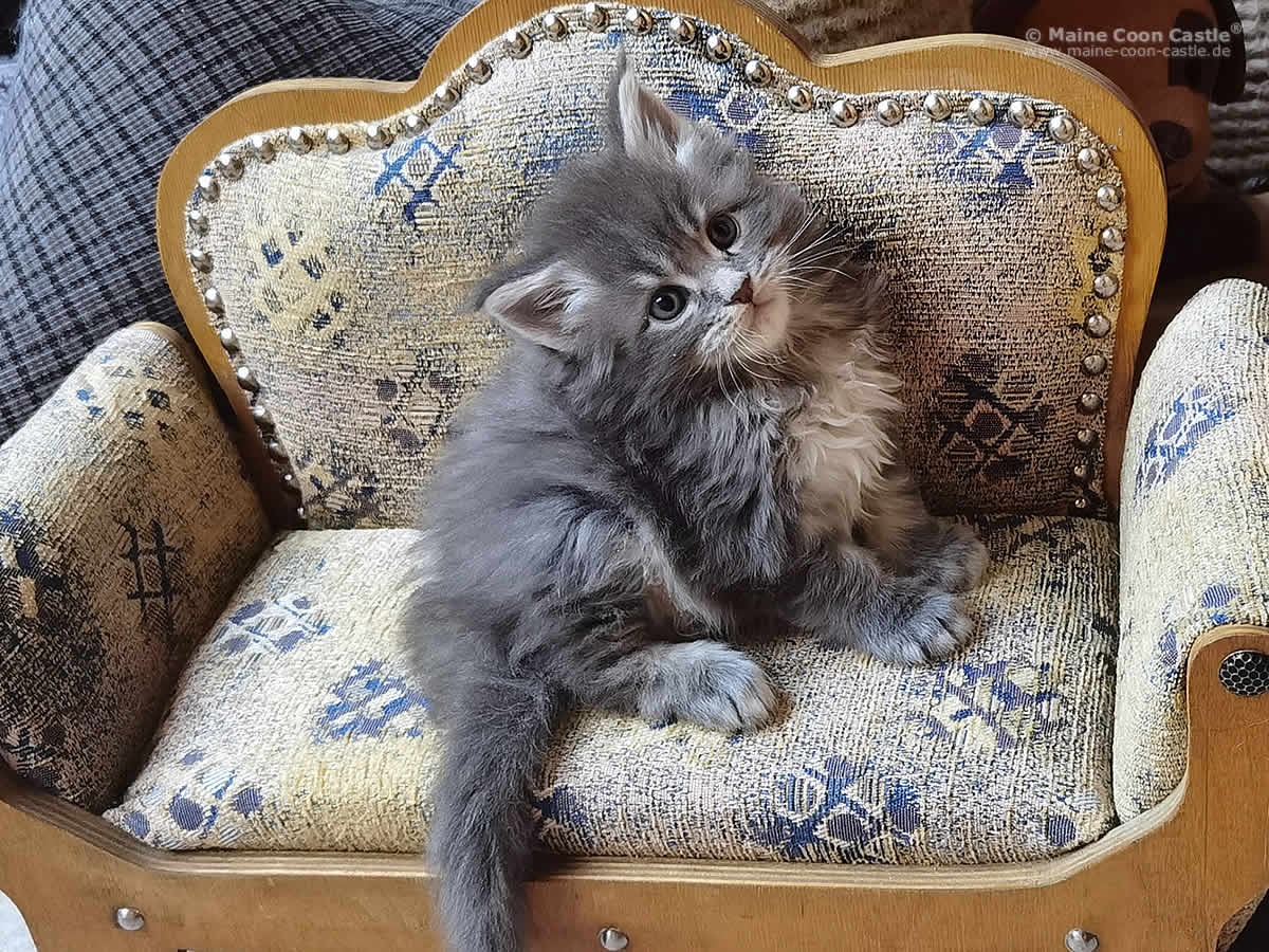 Maine Coon Kitten Buddy Junior of Maine Coon Castle Maine Coon Kitten Buddy Junior of Maine Coon Castle