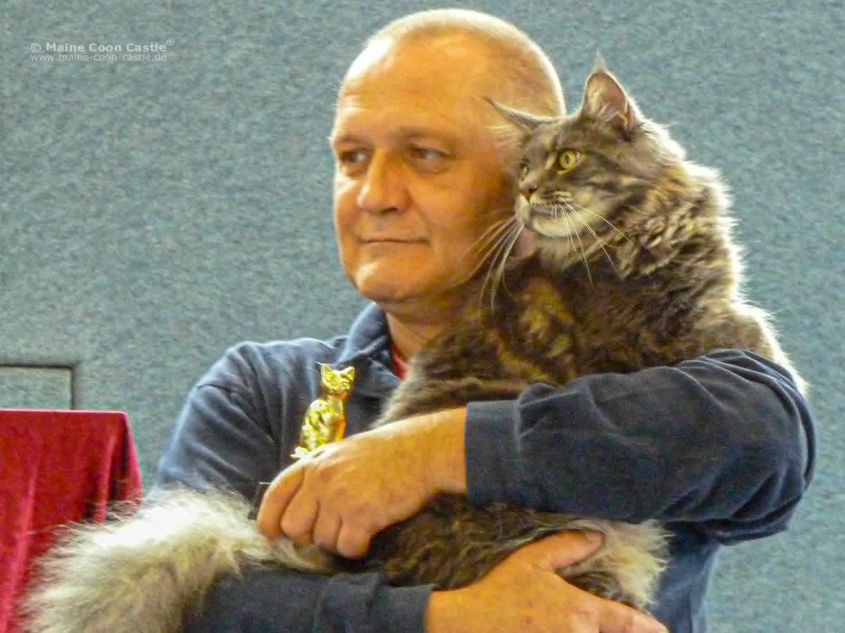 Maine Coon Kater Buddy - September 2013 Maine Coon Kater Buddy - September 2013