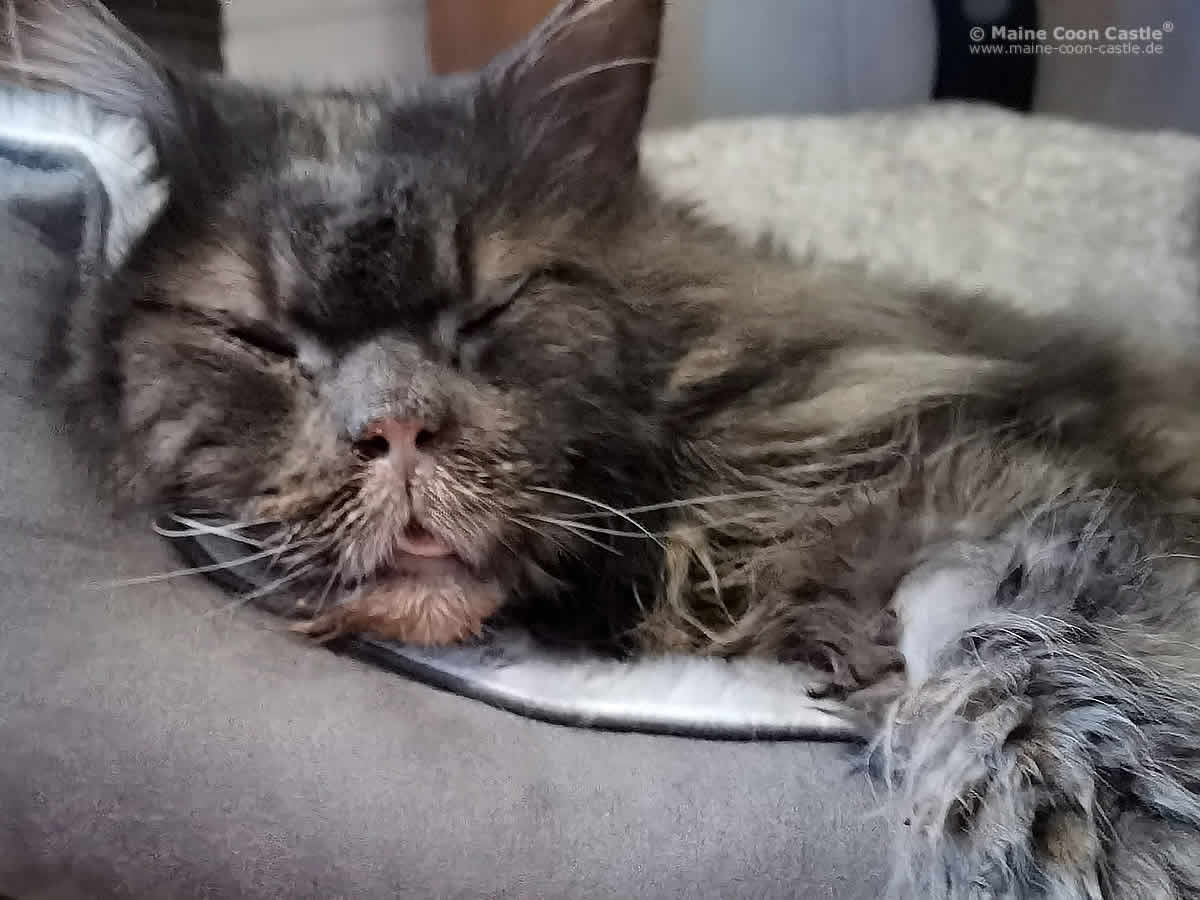 Maine Coon Kater Buddy ist krank Maine Coon Kater Buddy ist krank
