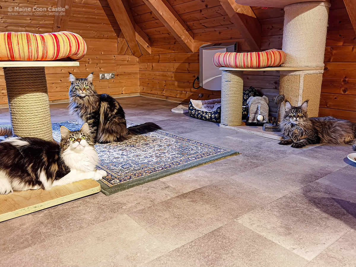 Wurfvorbereitung der Maine Coon Katzen im Kittenzimmer Wurfvorbereitung der Maine Coon Katzen im Kittenzimmer