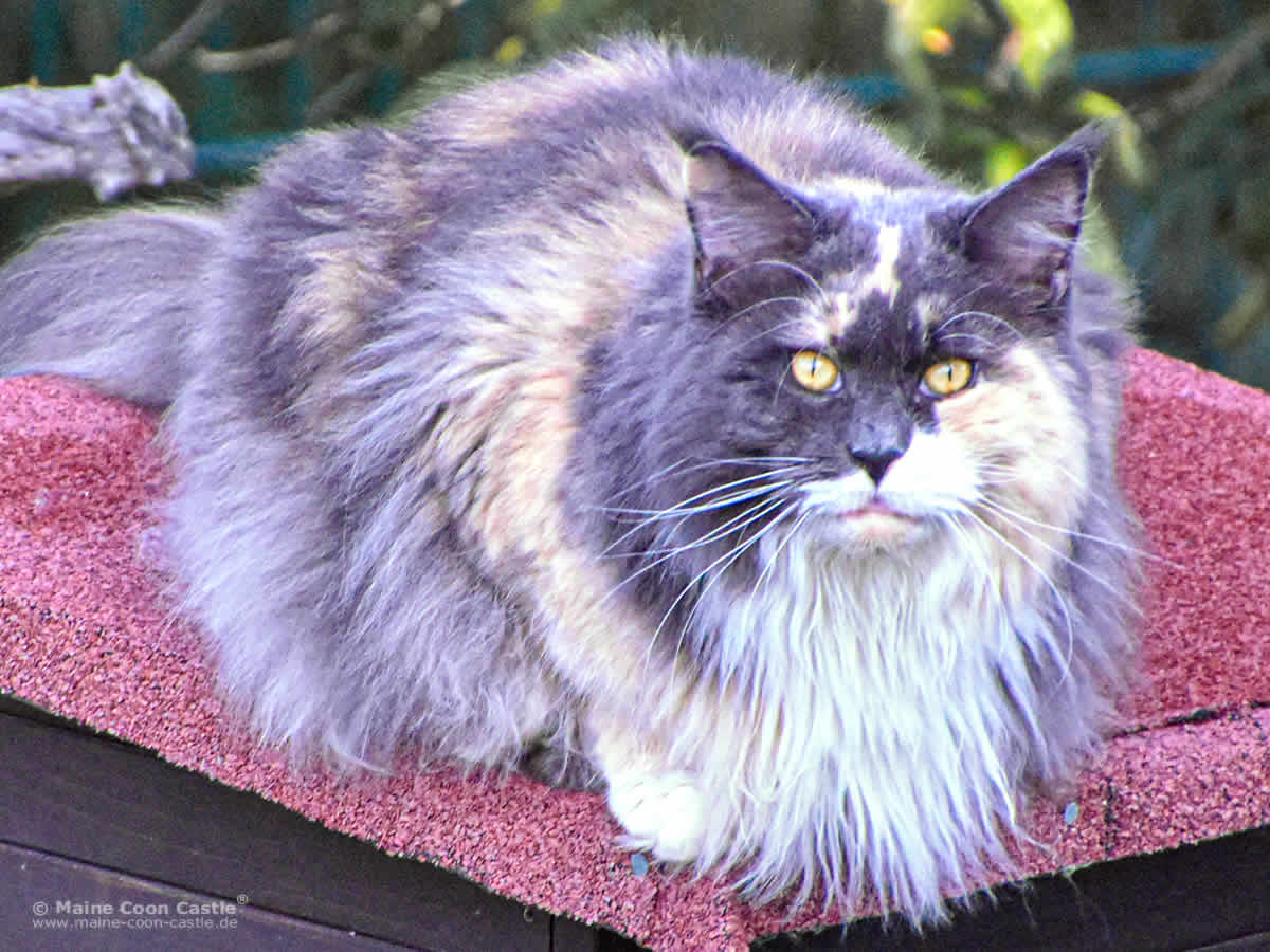 Das war schon früher ihr Lieblingsplatz Maine Coon Katze Fraya of Maine Coon Castle 5 Jahre und 5 Monate alt