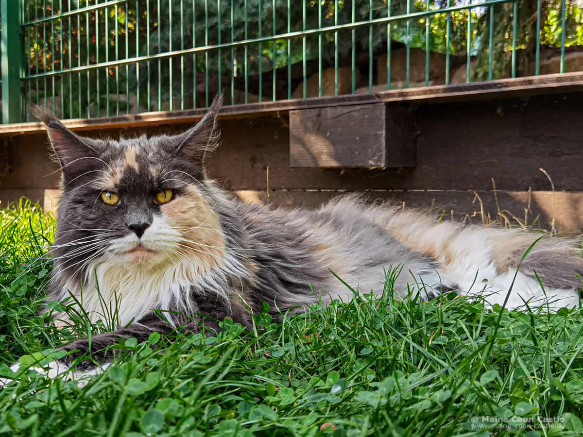 Fraya 5 Jahre und 5 Monate alt Maine Coon Katze Fraya of Maine Coon Castle