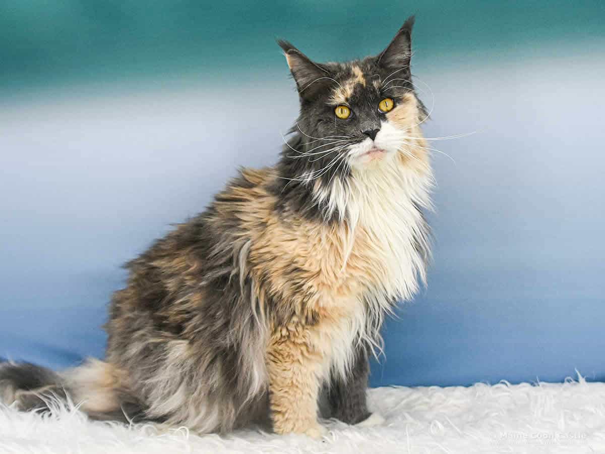 Wenn man leise mit ihr spricht… Maine Coon Katze Fraya of Maine Coon Castle 5 Jahre und 6 Monate alt