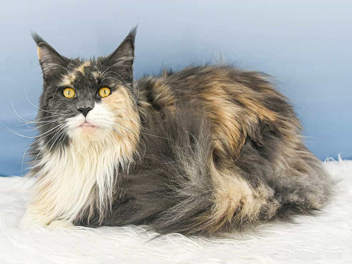 Fraya 5 Jahre und 6 Monate alt Maine Coon Katze Fraya of Maine Coon Castle 5 Jahre und 6 Monate alt