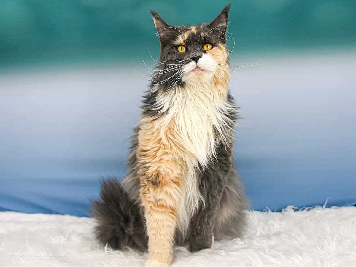 Fraya ist eine stolze, starke Katze Maine Coon Katze Fraya of Maine Coon Castle 5 Jahre und 6 Monate alt