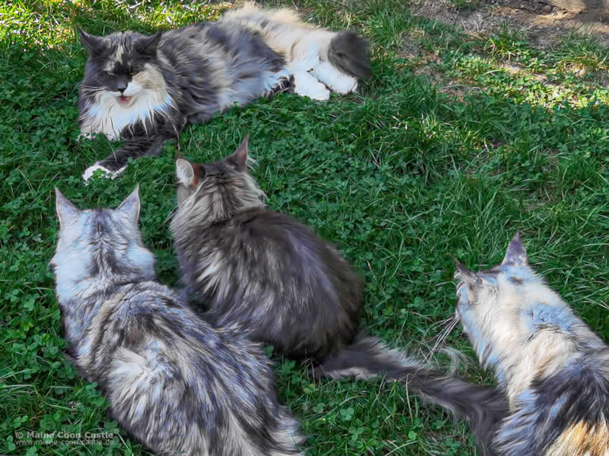 Fraya erklärt die Welt ;) Maine Coon Katze Fraya of Maine Coon Castle