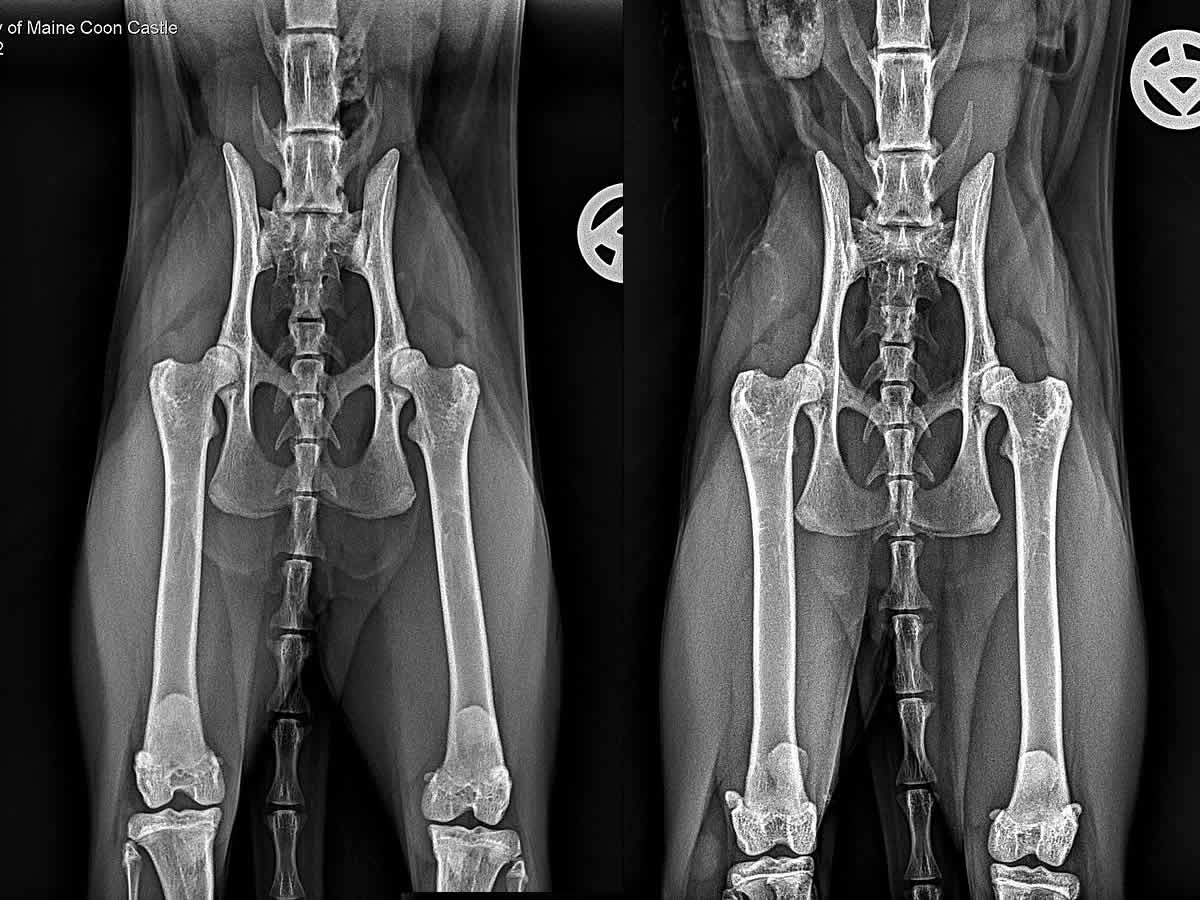 FAQ: HD bei der Maine Coon Katze