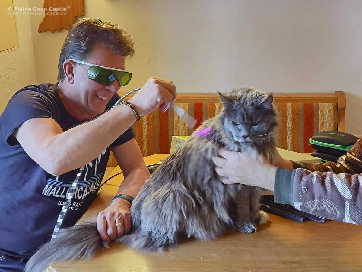 Hana Lasertherapie Die Spondylose von Hana wird mit Lasertherapie behandelt