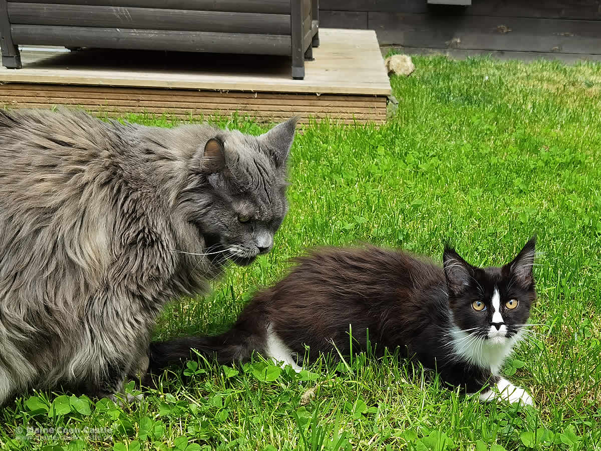 Hana erklärt Kimmy die Welt Hana erklärt Kimmy die Welt