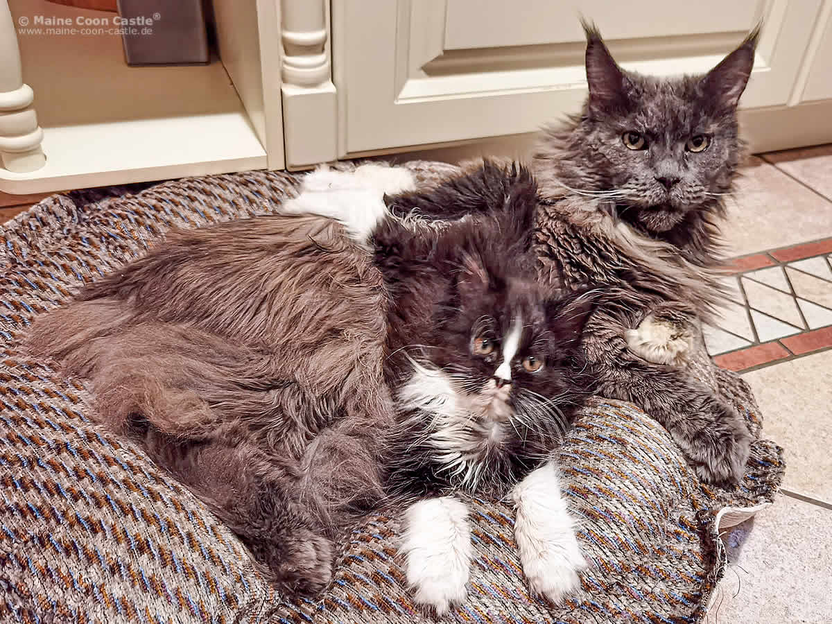 Hana und Kimmy Maine Coon Katze Hana und Katzenbaby Kimmy