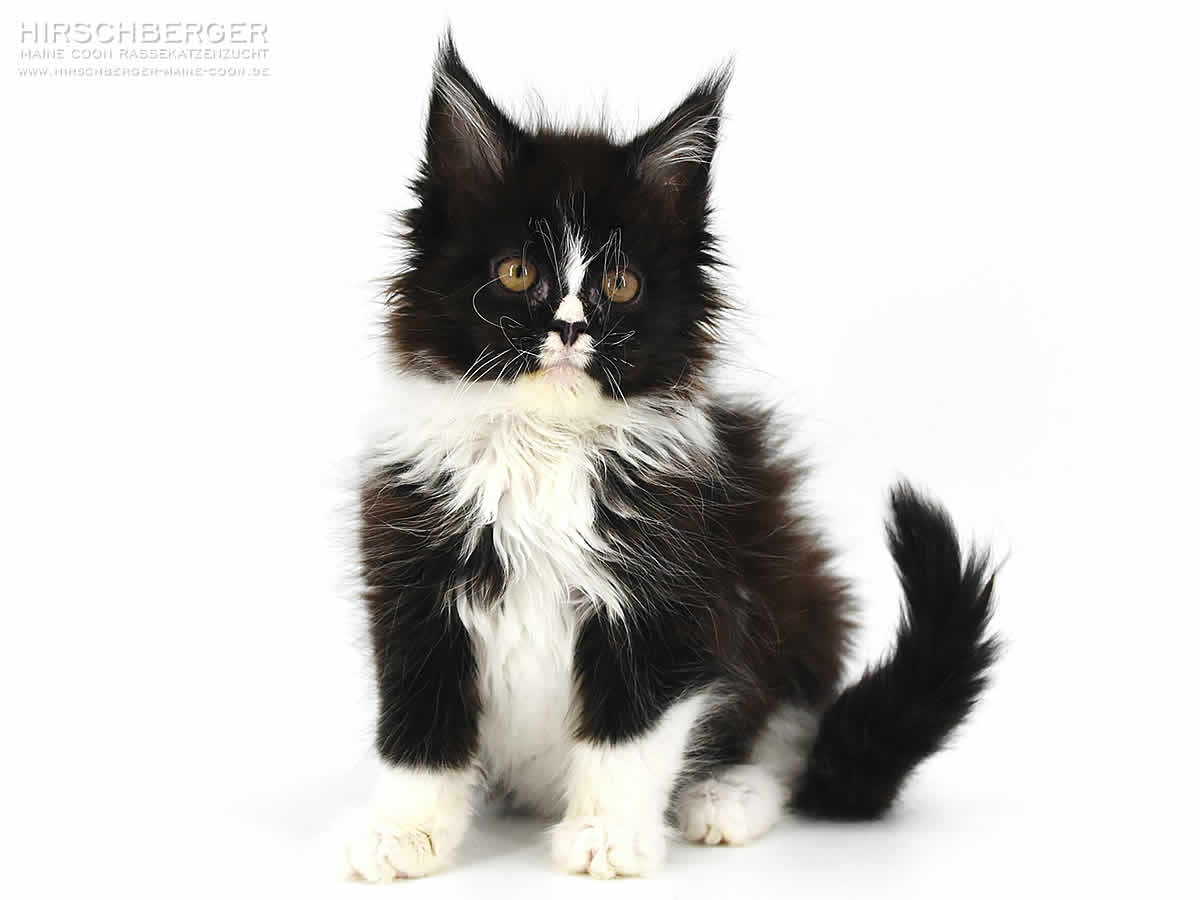 Hirschberger´s Kimmy 12 Wochen 1480g Maine Coon Baby Hirschberger's Kimmy 12 Wochen alt