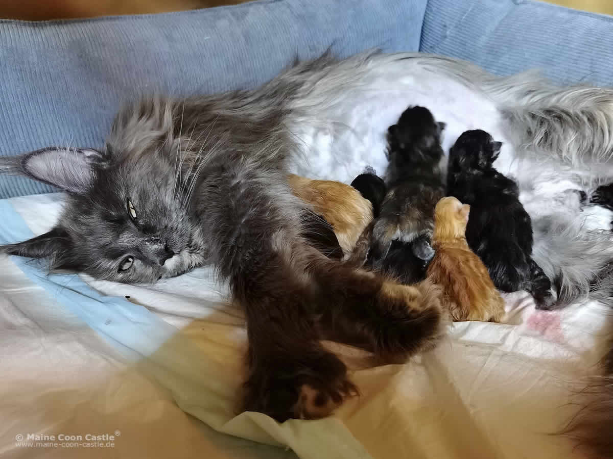 Maine Coon Kater Buddy - September 2013 Maine Coon Kater Buddy - September 2013