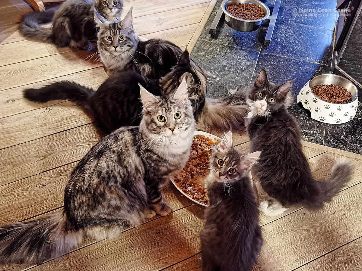 Maine Coon Babys bekommen Leckerli Maine Coon Babys bekommen Leckerli