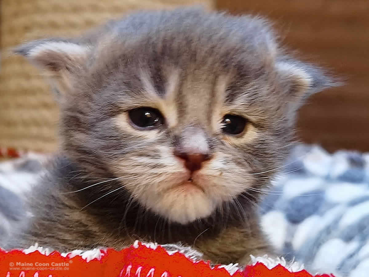 Maine Coon Kitten Kolja 2,5 Wochen alt Maine Coon Kitten Kolja 2,5 Wochen alt