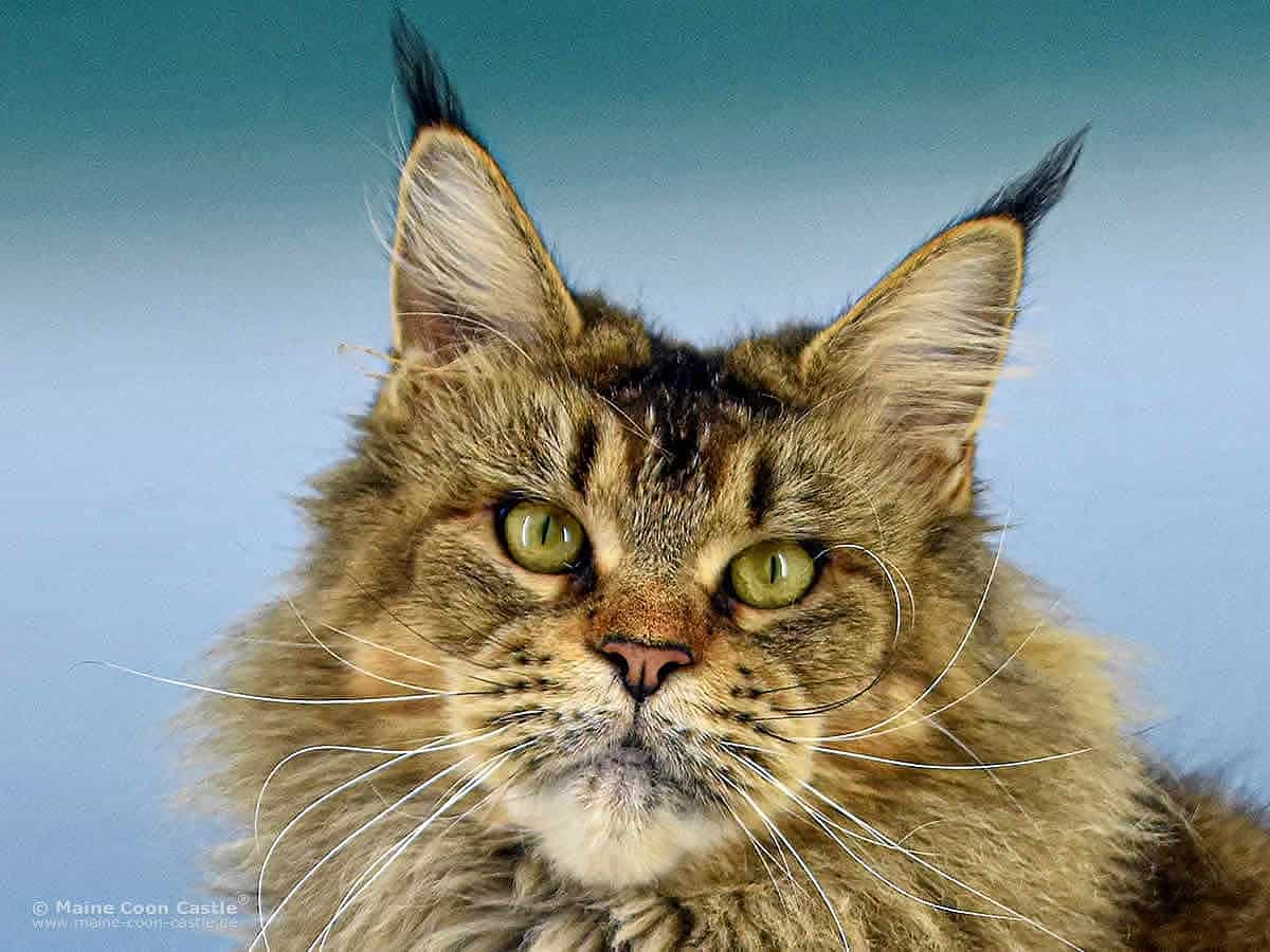 Maine Coon Katze Nadja of Maine Coon Castle Maine Coon Katze Nadja of Maine Coon Castle