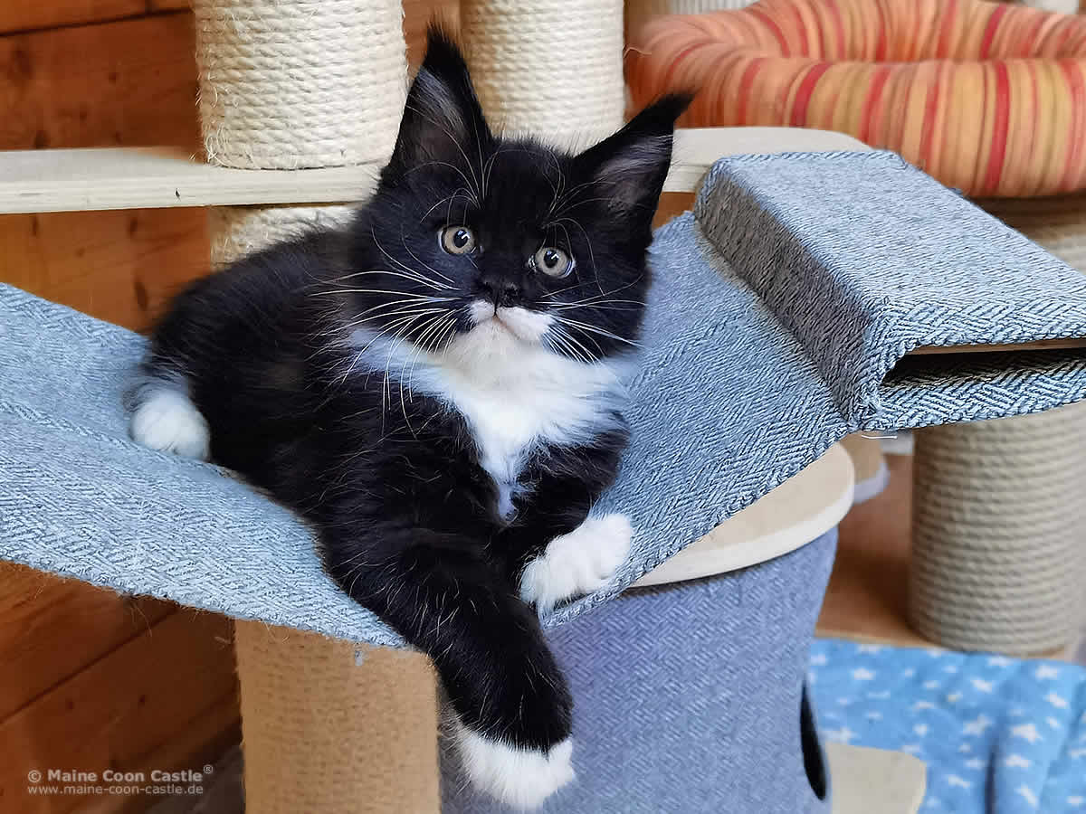 XXL Maine Coon Kitten Rado 7 Wochen alt, 1528g XXL Maine Coon Kitten Rado 7 Wochen alt, 1528g