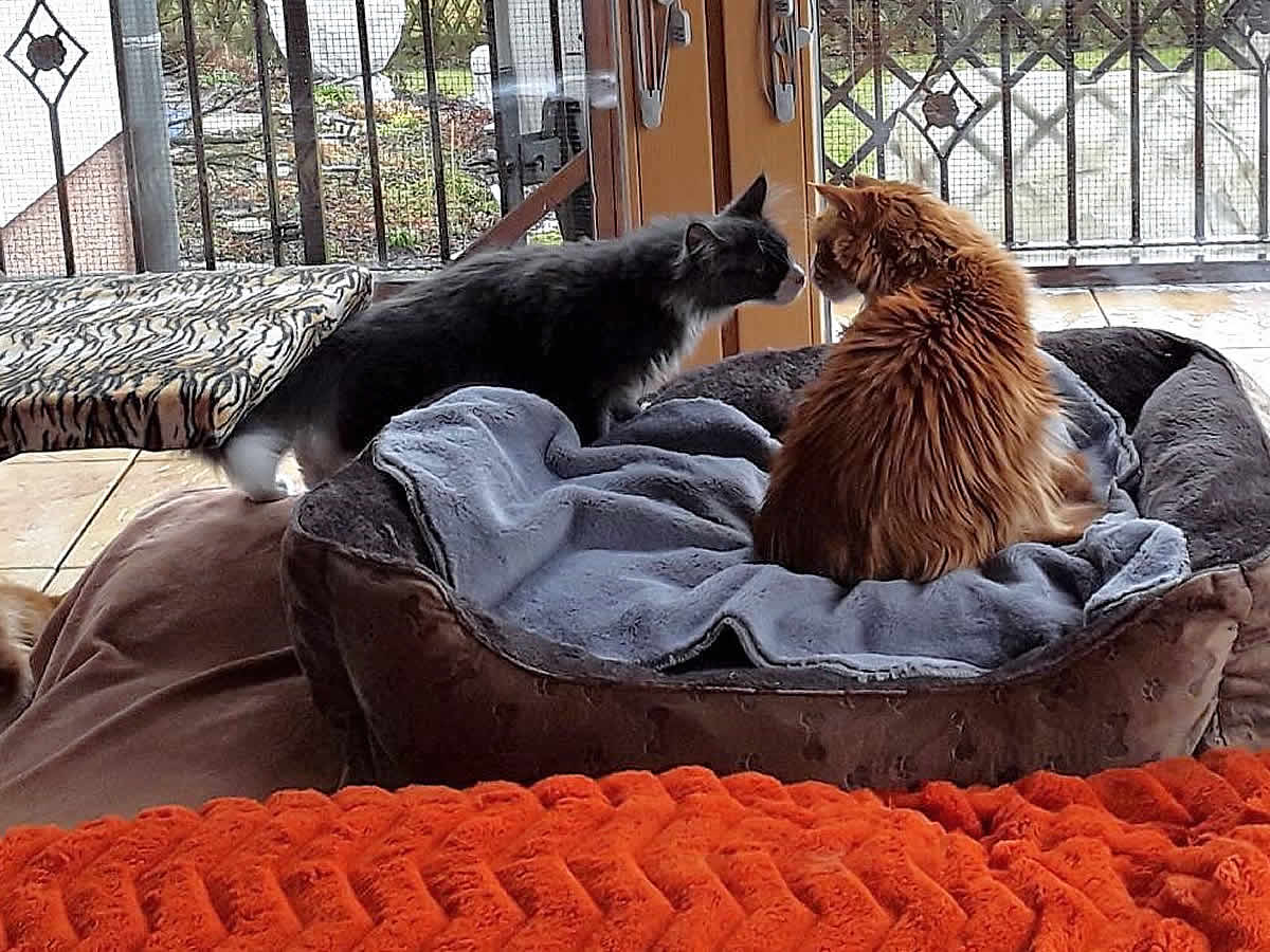 Molly und Melina Molly und Melina im Maine Coon Report