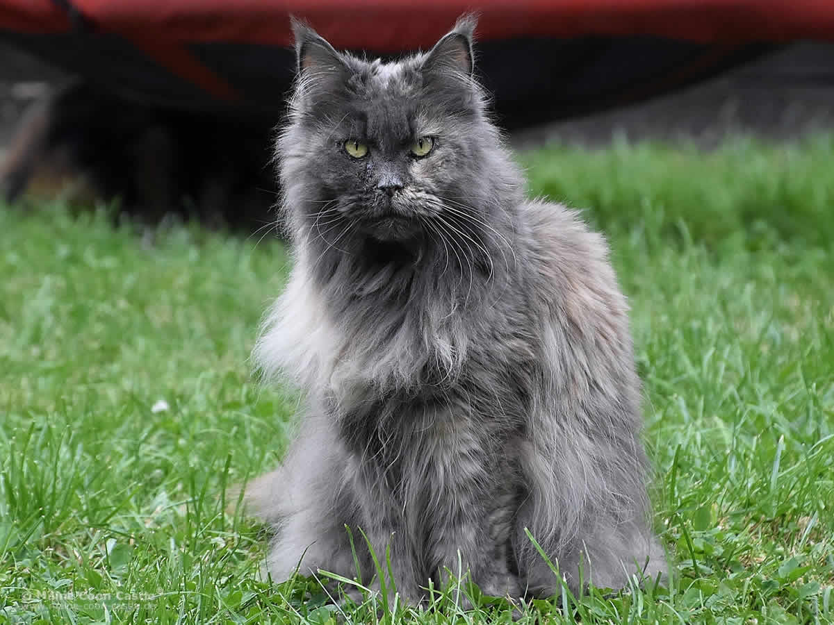 Maine Coon Kastratin Nora of Maine Coon Castle Maine Coon Kastratin Nora of Maine Coon Castle