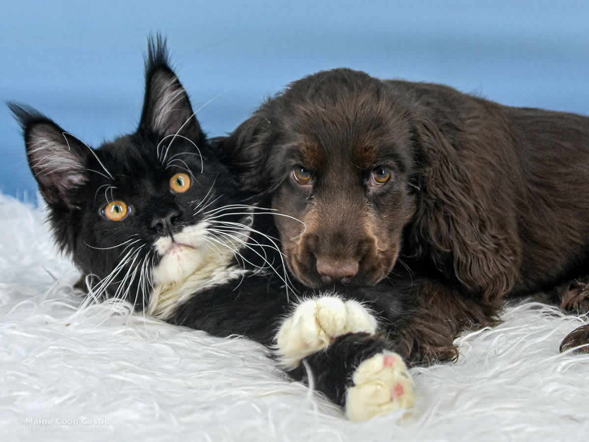 Beste Freunde. Rado und Charlotte Maine Coon Rado und English Cocker Spaniel Charlotte