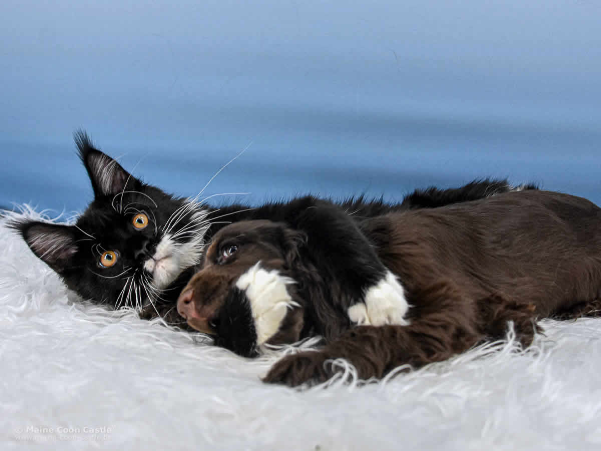 Beste Freunde. Rado und Charlotte Maine Coon Rado und English Cocker Spaniel Charlotte