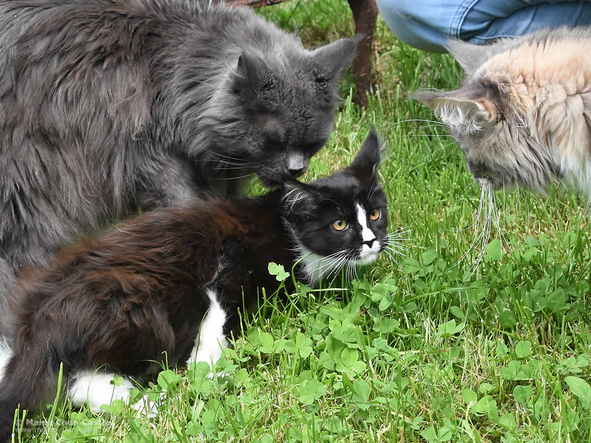 Tante Lea, Kimmy und Daireen Tante Lea, Kimmy und Daireen