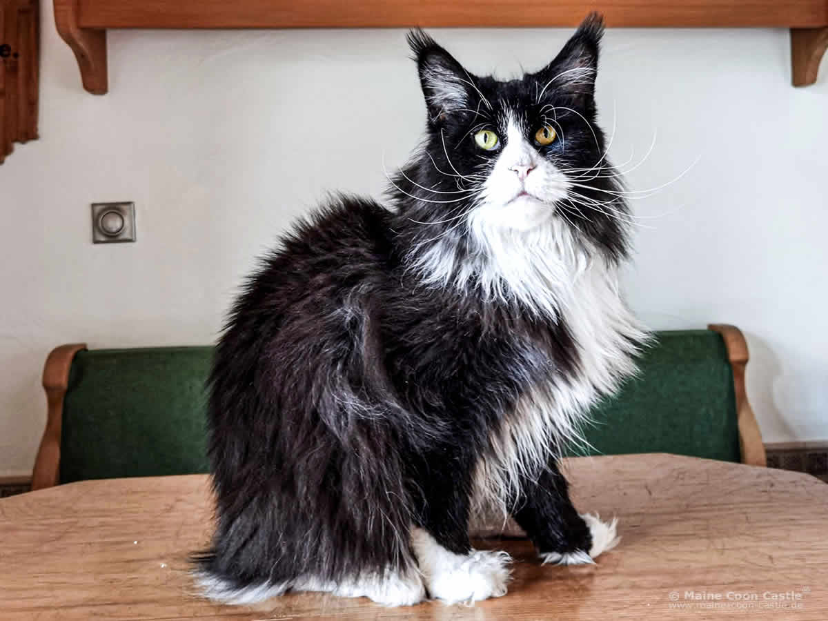 Maine Coon Katze Van Dark Maine Coon Katze Van Dark