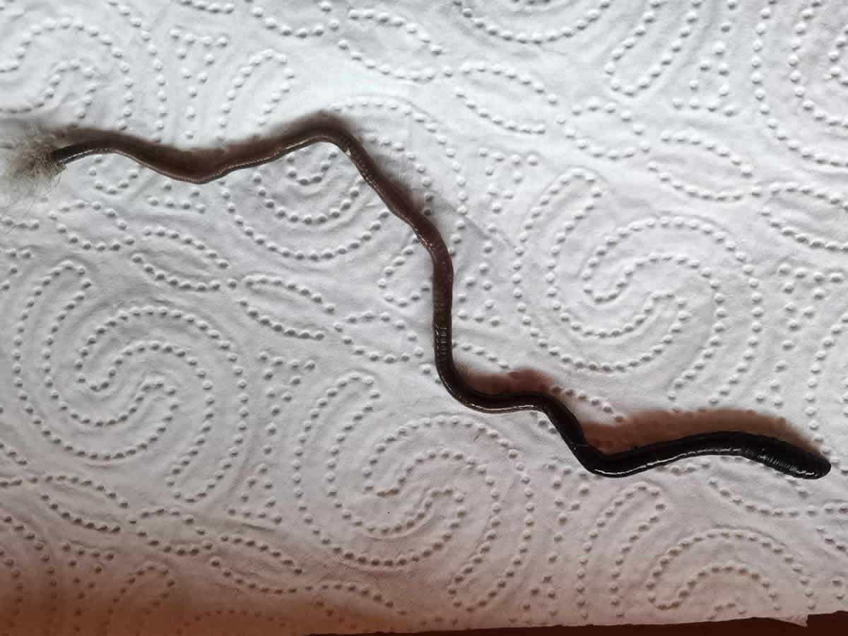 Würmer bei Katzen Würmer bei Katzen