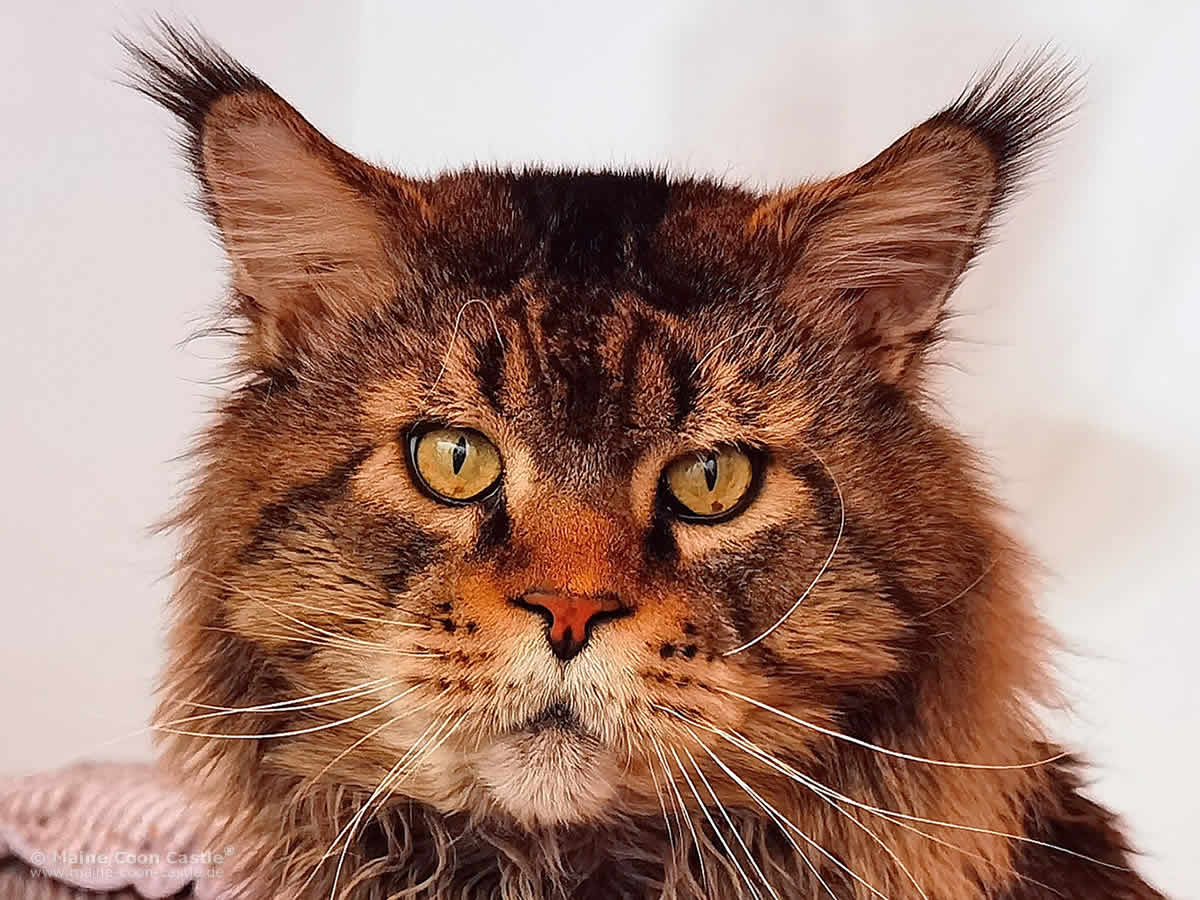 XXL Maine Coon Kater Yaron of Brendas Garden XXL Maine Coon Kater Yaron of Brendas Garden