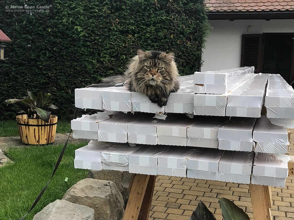 Yaron der Baumaterial Wächter