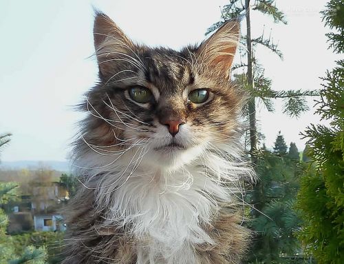 Antaris of Sweet Memory Antaris of Sweet Memory