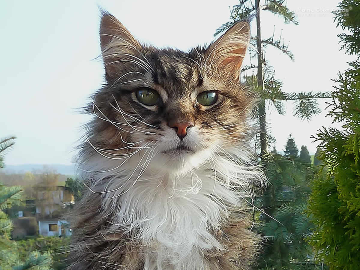 Antaris of Sweet Memory