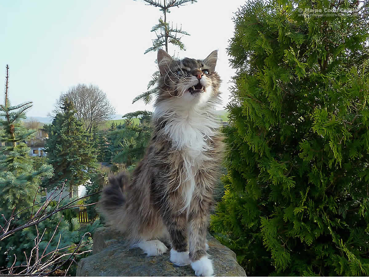 Antaris of Sweet Memory Antaris 95