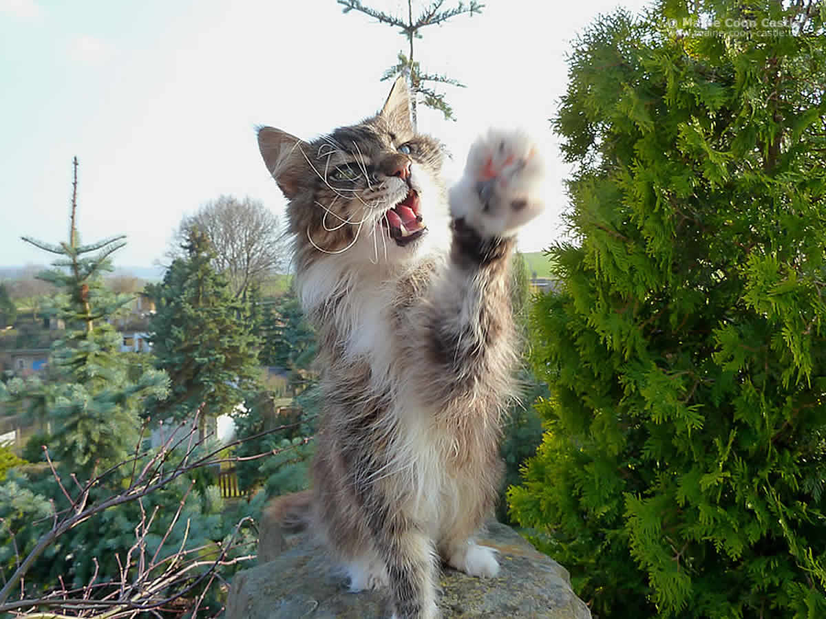 Coole Socke Antaris Antaris 96