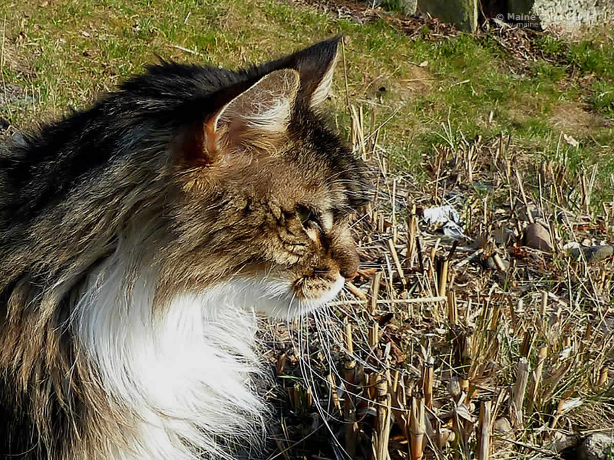 Antaris of Sweet Memory Antaris 98