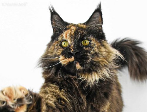 Filly of Maine Coon Castle Filly of Maine Coon Castle