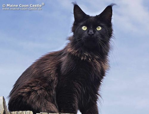Franzy of Maine Coon Castle Franzy of Maine Coon Castle