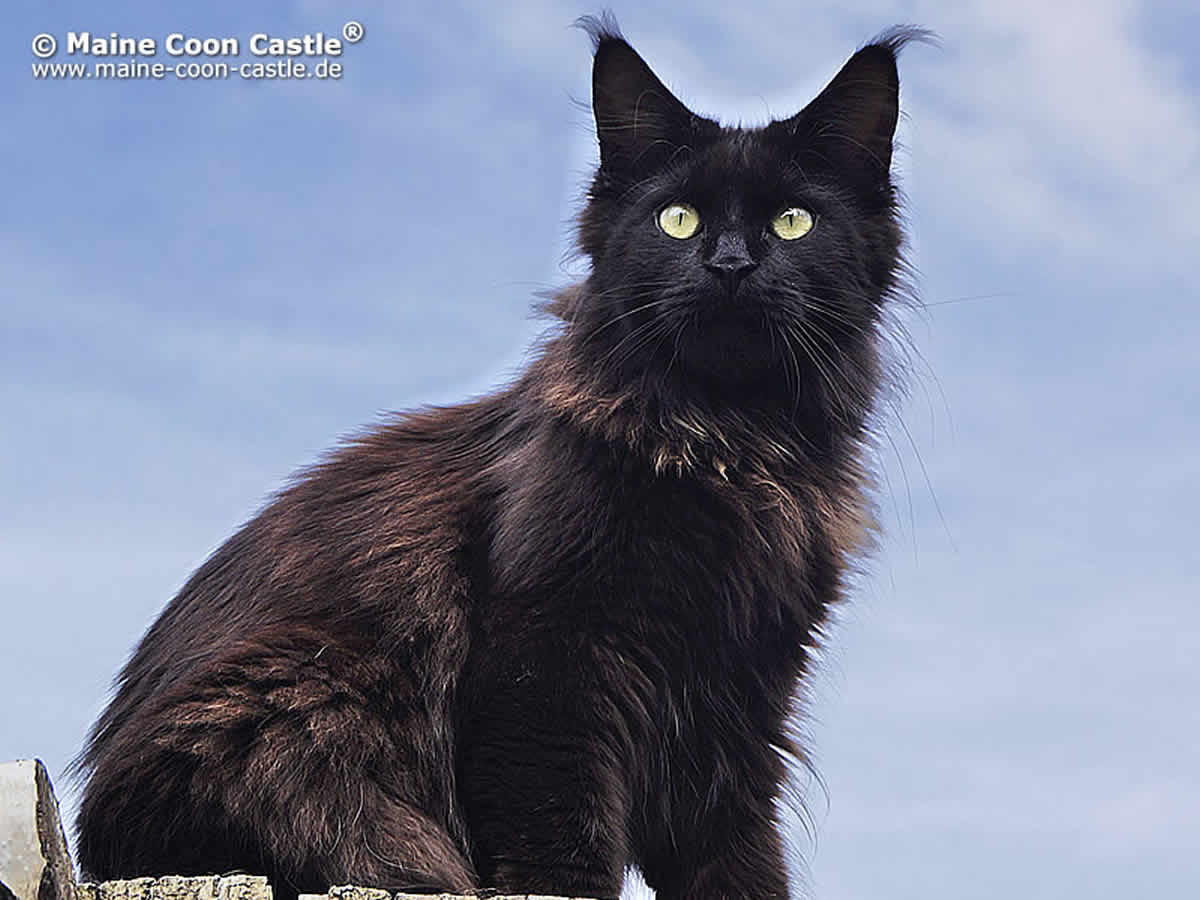 Franzy of Maine Coon Castle