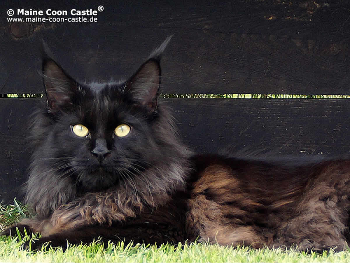 Franzy 8 Monate alt Franzy 96