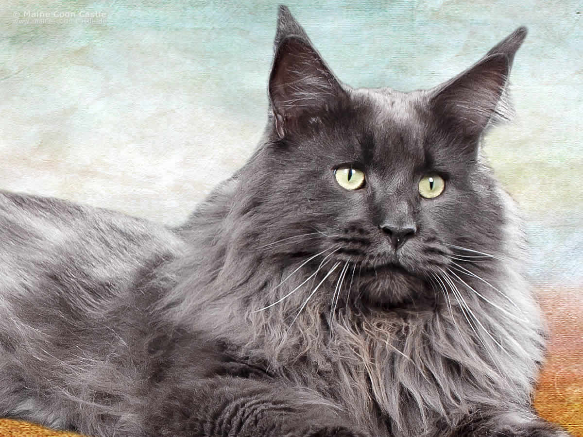 King Leo of Miriquidi Coons