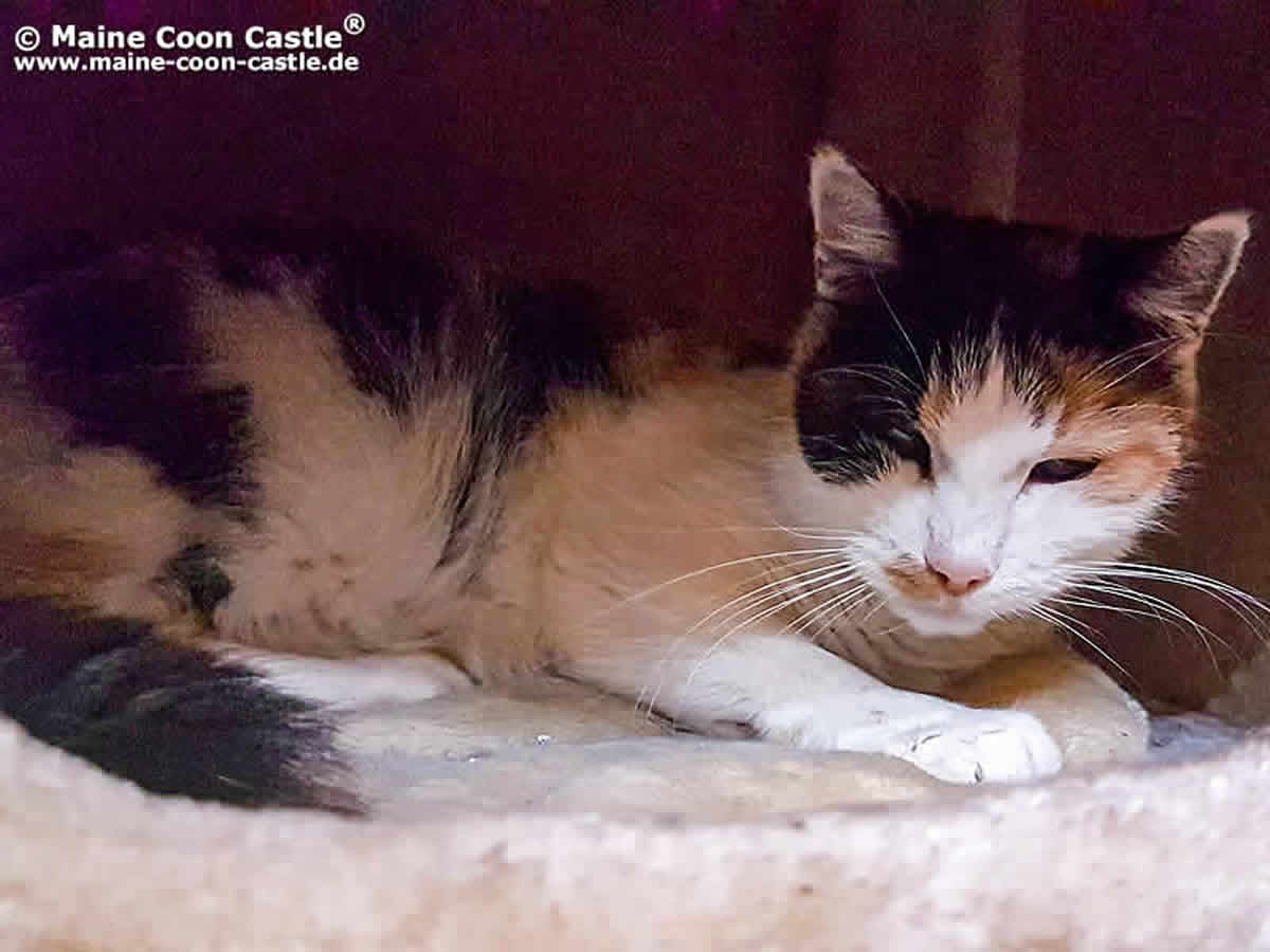 Luzi verabschiedet sich Luzi 90