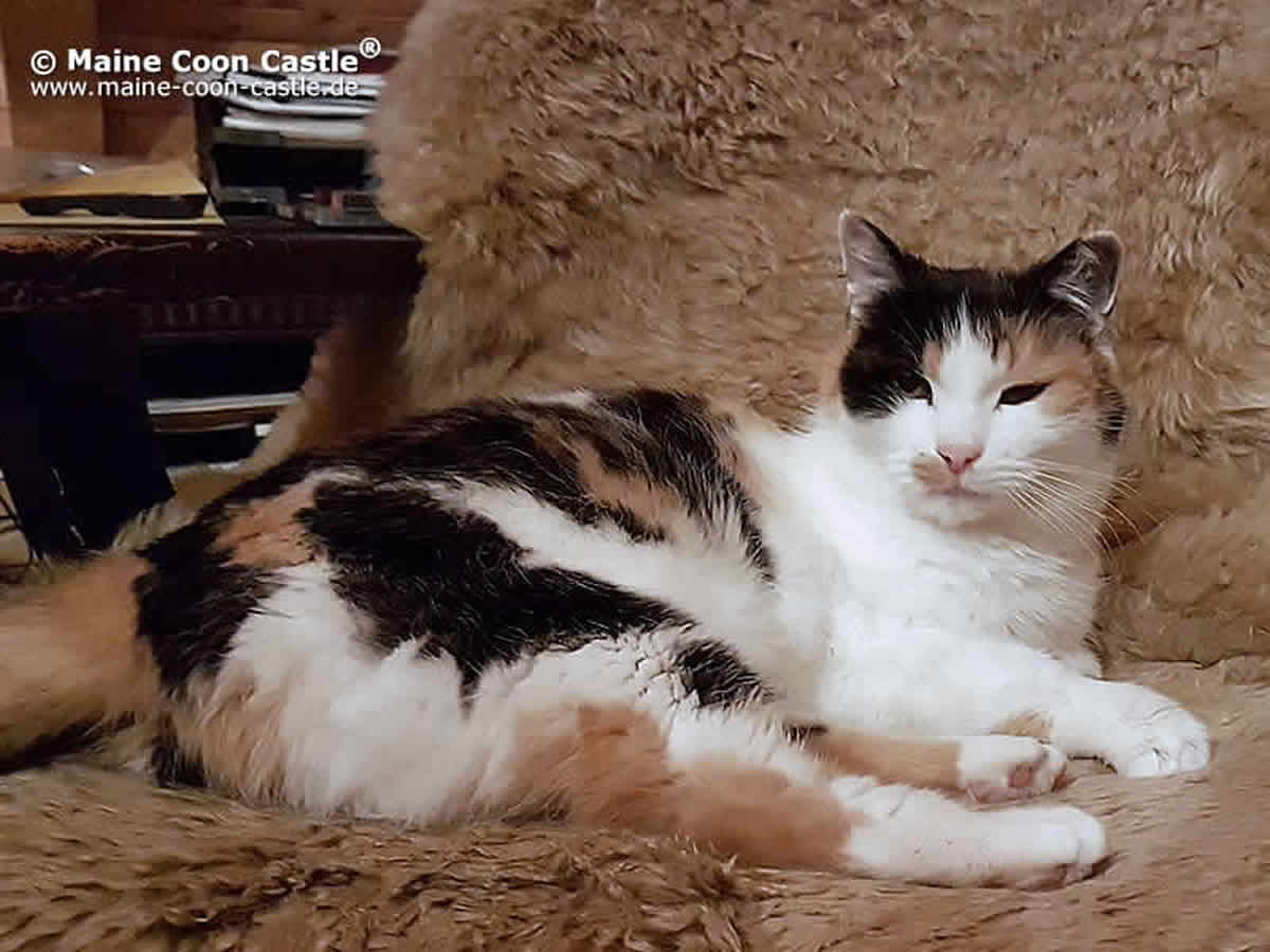 Luzi okupiert den Chefsessel Luzi 93