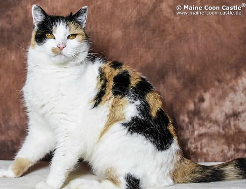 Luzi Zierz Luzi Zierz