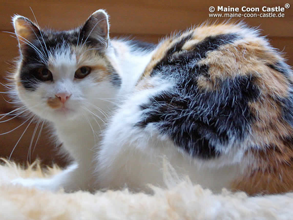 Luzi ist 14 Jahre alt und Freigänger Luzi 96