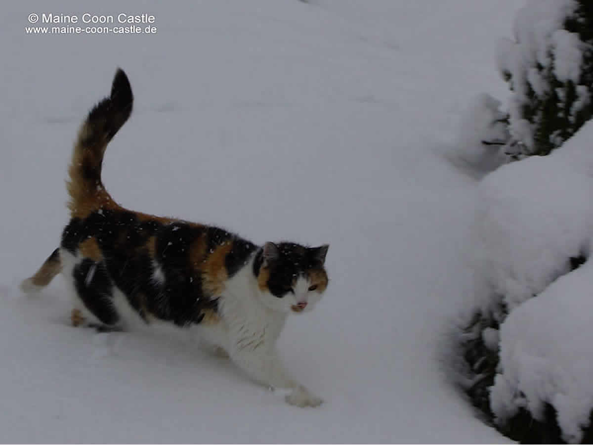 Luzi im ersten Schnee 2012 Luzi 97