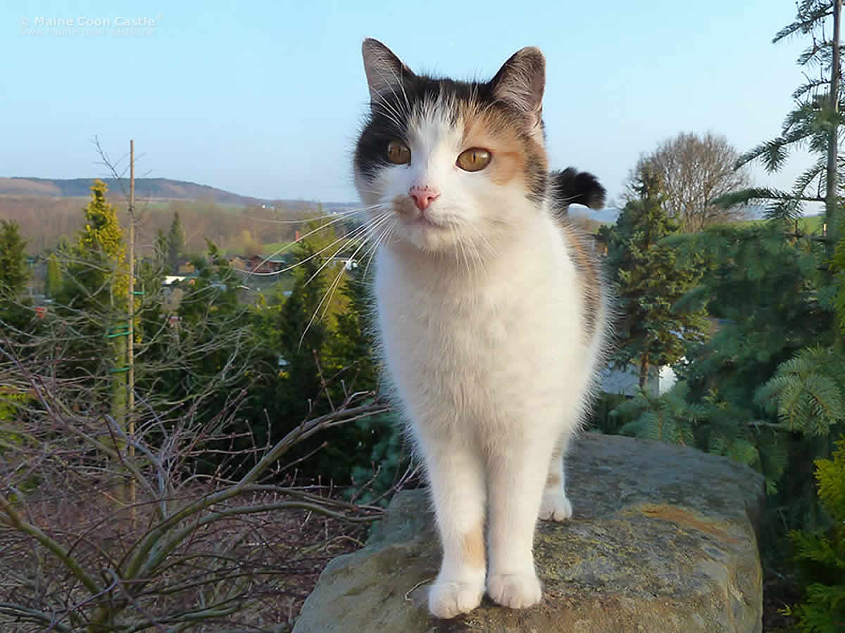 Hauskatze Luzi eine Diva und Zicke Luzi 98